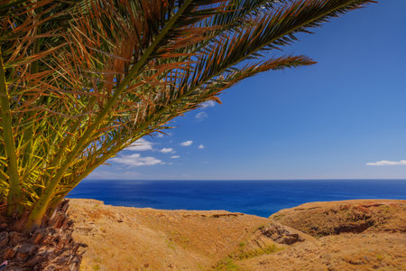Madeira landscape with a palm tree, background of Madeiraの写真素材