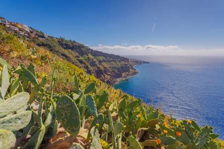 Opuntia cactus growing in a sunny landscape of Madeira islandの写真素材