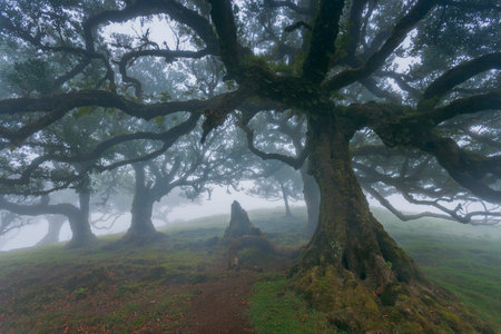 Fanal forest , old mystical tree in Madeira islandの写真素材