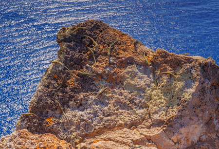 Group of Madeira lizards on a rockの写真素材