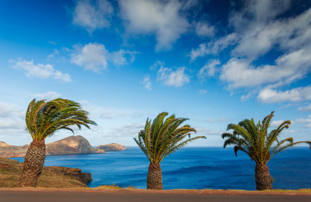 Madeira landscape with a palm tree, background of Madeiraの写真素材