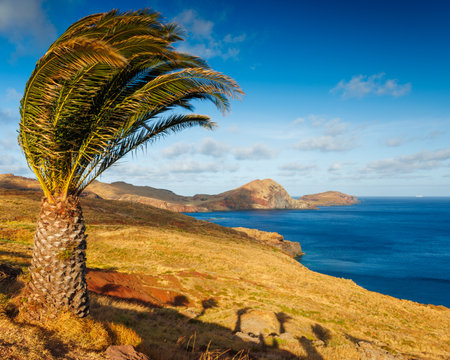 Madeira landscape with a palm tree, background of Madeiraの写真素材