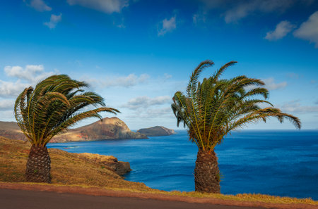 Madeira landscape with a palm tree, background of Madeiraの写真素材