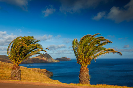 Madeira landscape with a palm tree, background of Madeiraの写真素材