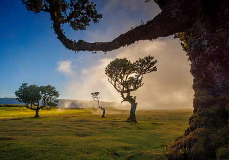 Fanal forest , old mystical tree in Madeira islandの写真素材
