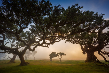 Fanal forest , old mystical trees in Madeira islandの写真素材