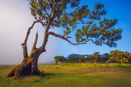 Fanal forest , old mystical tree in Madeira islandの写真素材