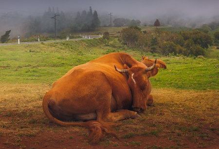 Cow in the Fields Of Madeira Islandの写真素材