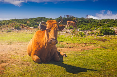 Cow in the Fields Of Madeira Islandの写真素材