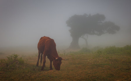 Cow in the foggy fields Of Madeira Island, Fanal forestの写真素材