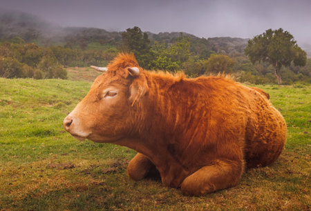 Cow in the Fields Of Madeira Islandの写真素材