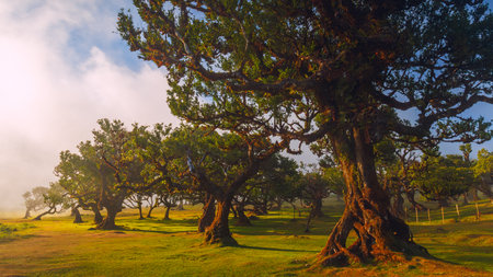 Fanal forest , old mystical tree in Madeira islandの写真素材