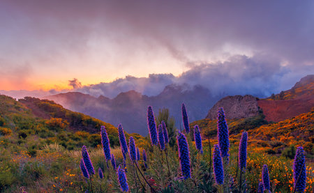 Pride of Madeira flowers in the mountains, beautiful evening landscape. Spring time in Madeiraの写真素材