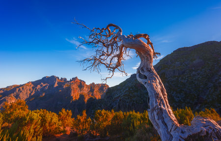 A lonely dead tree near the Madeiras highest peak Pico Ruivoの写真素材