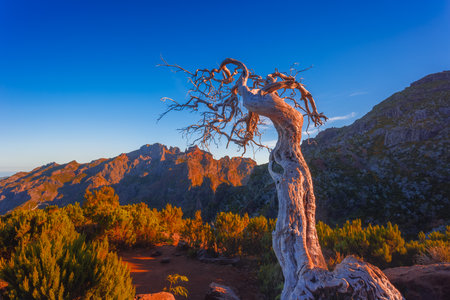 A lonely dead tree near the Madeiras highest peak Pico Ruivoの写真素材