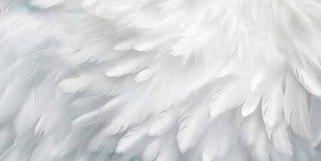 Texture of Angel wings, white feathers of the Angel wingsの素材