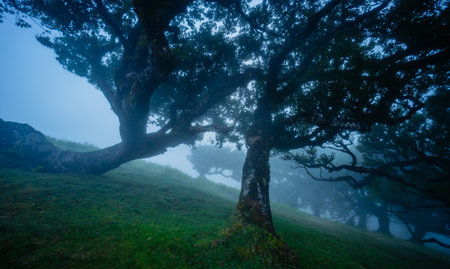 Fanal forest , old mystical tree in Madeira island, Unesco