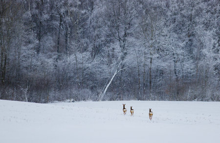Three deer in the snowy landscape at winterの写真素材