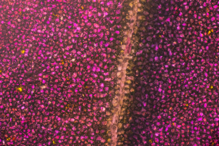 Close-up of leaf texture, cells of the leaf surfaceの写真素材