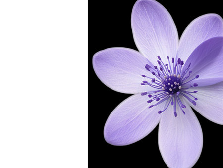 Close-up of violet flower petal on black backgroundの素材