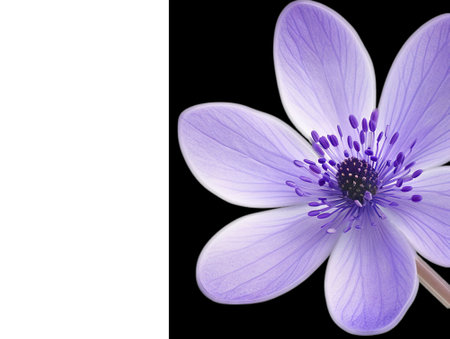 Close up of vibrant violet flower on black backdropの素材