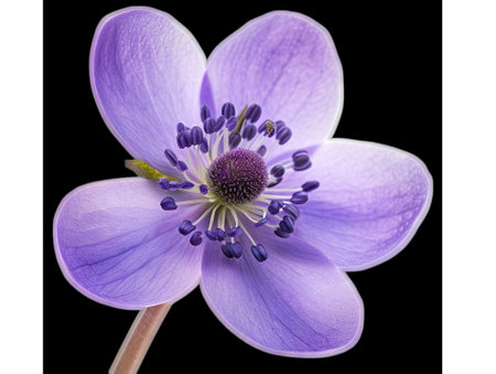 Closeup of purple flower, a stunning macro capture in still life photography.の素材