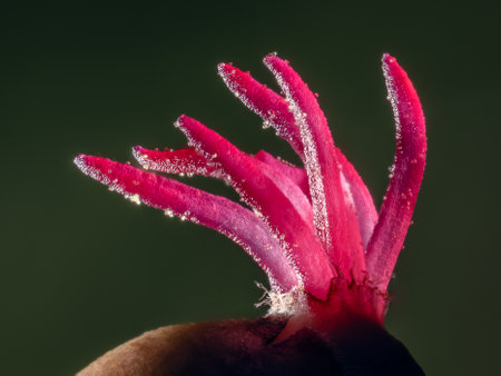 Closeup of a Corylus avellana, the Common Hazel.の写真素材