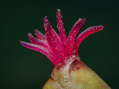 Closeup of a Corylus avellana, the Common Hazel.の写真素材