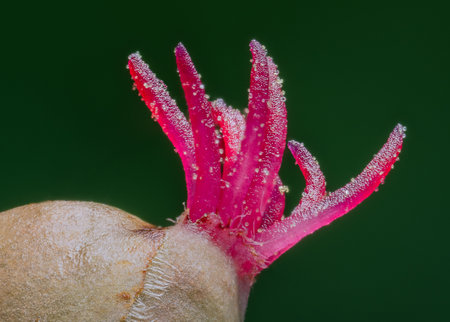 Closeup of a Corylus avellana, the Common Hazel.の写真素材