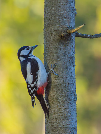 The great spotted woodpecker - Dendrocopos major, its a medium-sized woodpeckerの写真素材