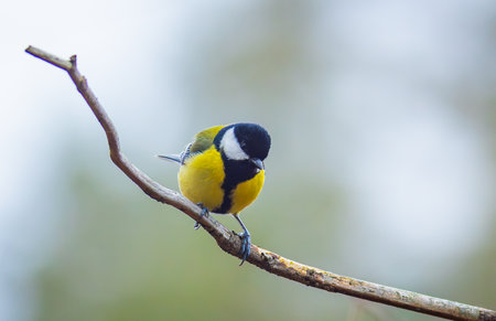 The Great tit - Parus majorの写真素材