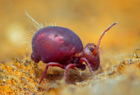 Globular springtail Dicyrtomina ornata or fusca in very close view