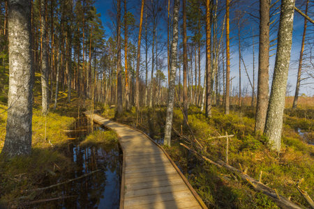 Viru Bog Viru Raba peat swamp, Estoniaの写真素材
