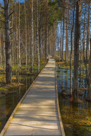 Viru Bog Viru Raba peat swamp, Estoniaの写真素材