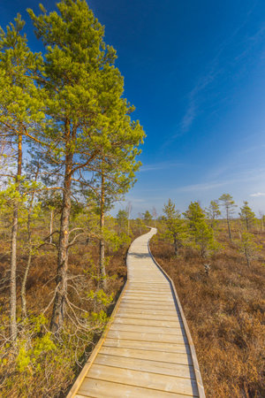 Viru Bog Viru Raba peat swamp, Estoniaの写真素材