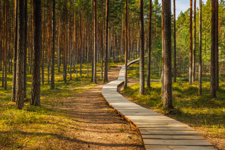 Viru Bog Viru Raba peat swamp, Estoniaの写真素材