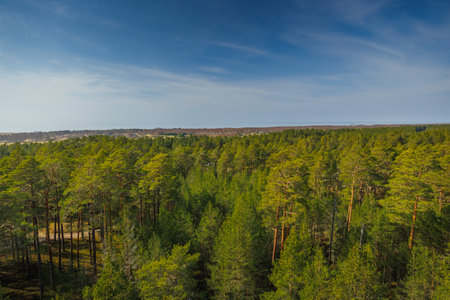 Viru Bog Viru Raba peat swamp, Estoniaの写真素材