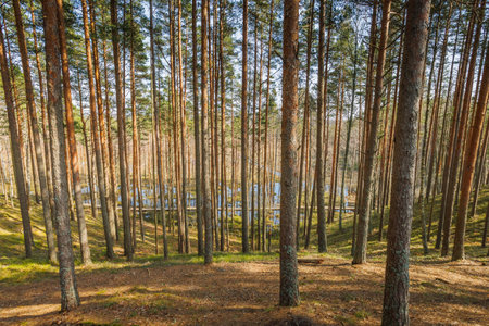 Viru Bog Viru Raba peat swamp, Estonia