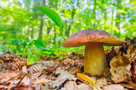 European bolete - Boletus edulis. A Stunning Mushroom Discovered in an Exquisite Forest Environment Rich with Life and Biodiversityの写真素材