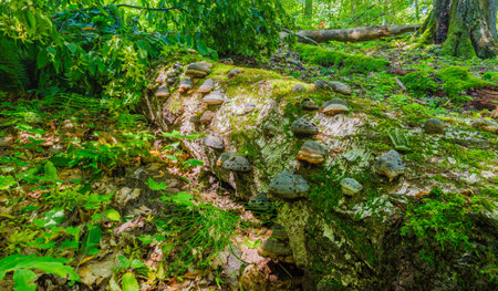 Mushrooms Growing on a Mossy Log in a Lush and Diverse Forest of Natural Beauty and Lifeの写真素材