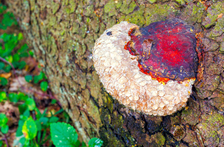 Parasitic fungus - Phellinus piniGorgeous Beautiful Mushroom Fungi Growing on Tree Bark with dew dropsの写真素材