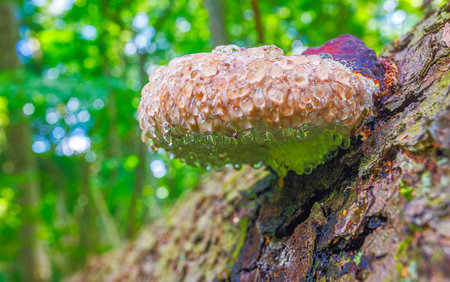 Red ring rot - Phellinus pini is a parasitic fungus that grows on coniferous trunks. Fungus with a dew dropsの写真素材