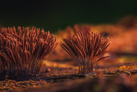 Chocolate tube slime mold - Stemonitis axiferaの写真素材