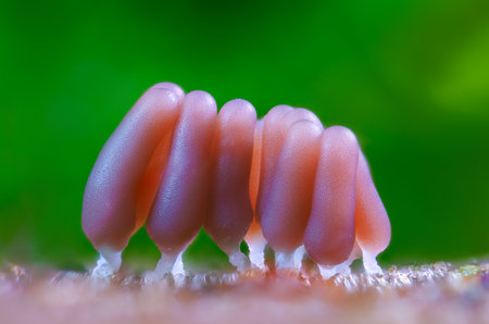 Group of a slime mold - Stemonitis fusca. It fruits in clusters on dead wood and has distinctive tall brown sporangia supported on slender stalks with a total height of approximately 6 20 mm tallの写真素材