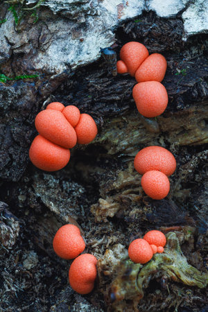 Lycogala epidendrum wolfs milk Protista small orange or gray spore-filled pellets growing on dead woodの写真素材
