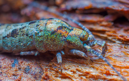 Jumping Bristletail - Lepismachilis y-signata, Archaeognathaの写真素材