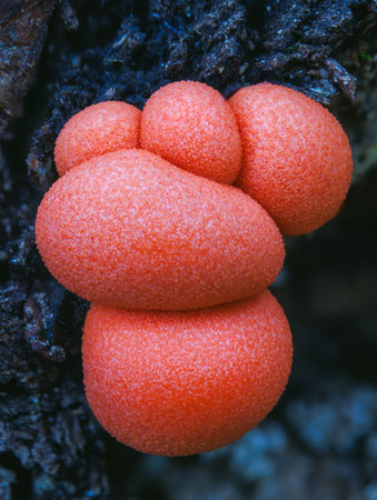 Lycogala epidendrum wolfs milk Protista small orange or gray spore-filled pellets growing on dead...