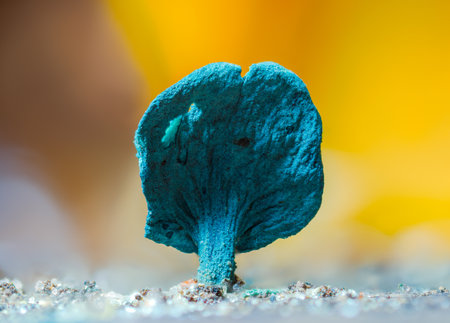 Blue stain - Chlorociboria aeruginascens, blue mushroomの写真素材