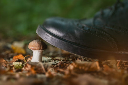 A Foot Hovering Just Above the Ground, About to Step on a Mushroom in the Natural Worldの写真素材