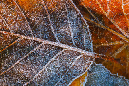 Frosty Leaves adorned with Intricate Patterns showcasing Stunning Autumn Colors and Texturesの写真素材